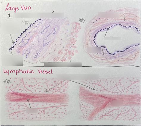 how are lymphatic vessels similar to veins quizlet